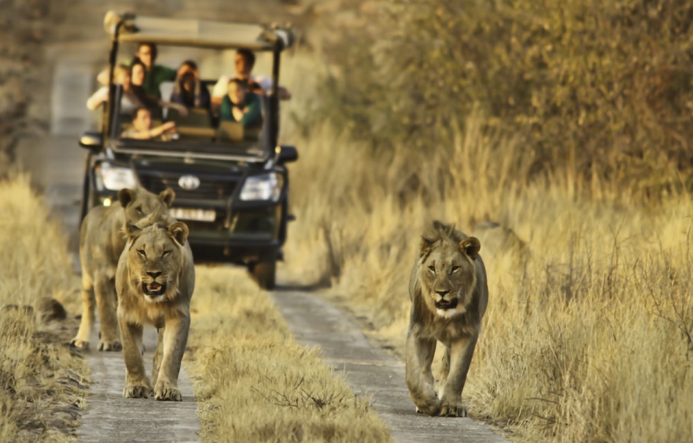 Dinokeng Game Reserve: Affordable Safari Experience