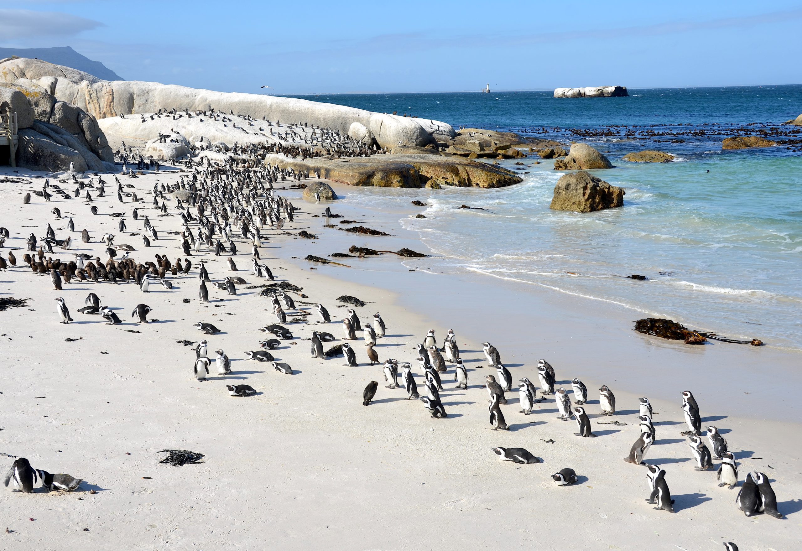 Boulders Beach, Simon’s Town
